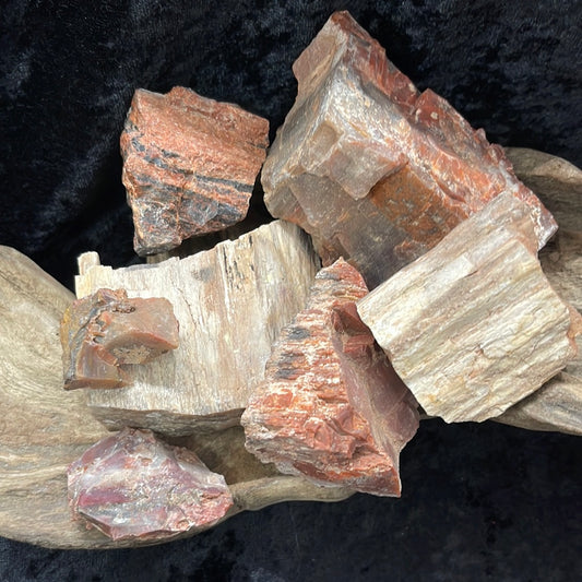 Petrified wood raw rough