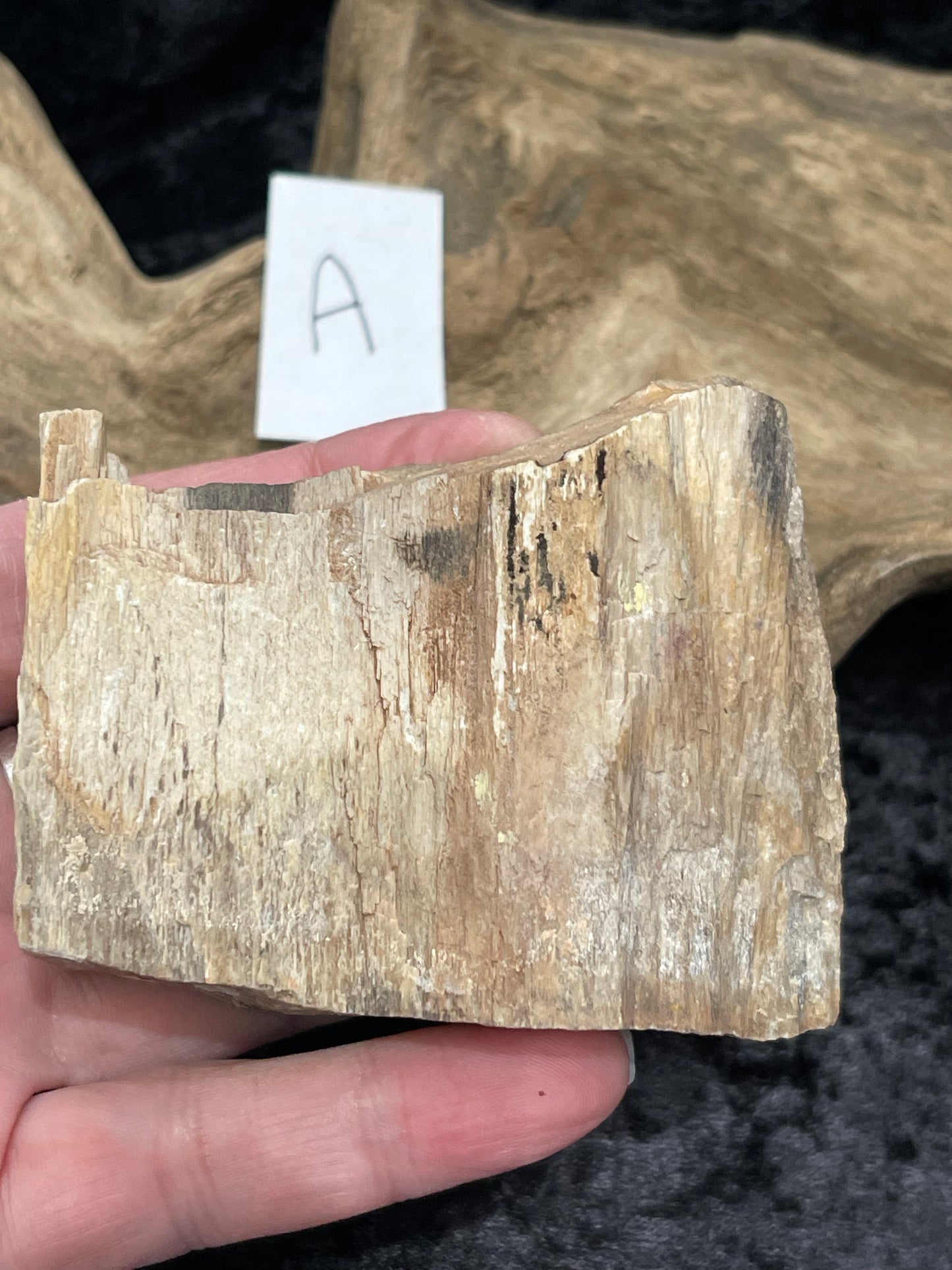 Petrified wood raw rough