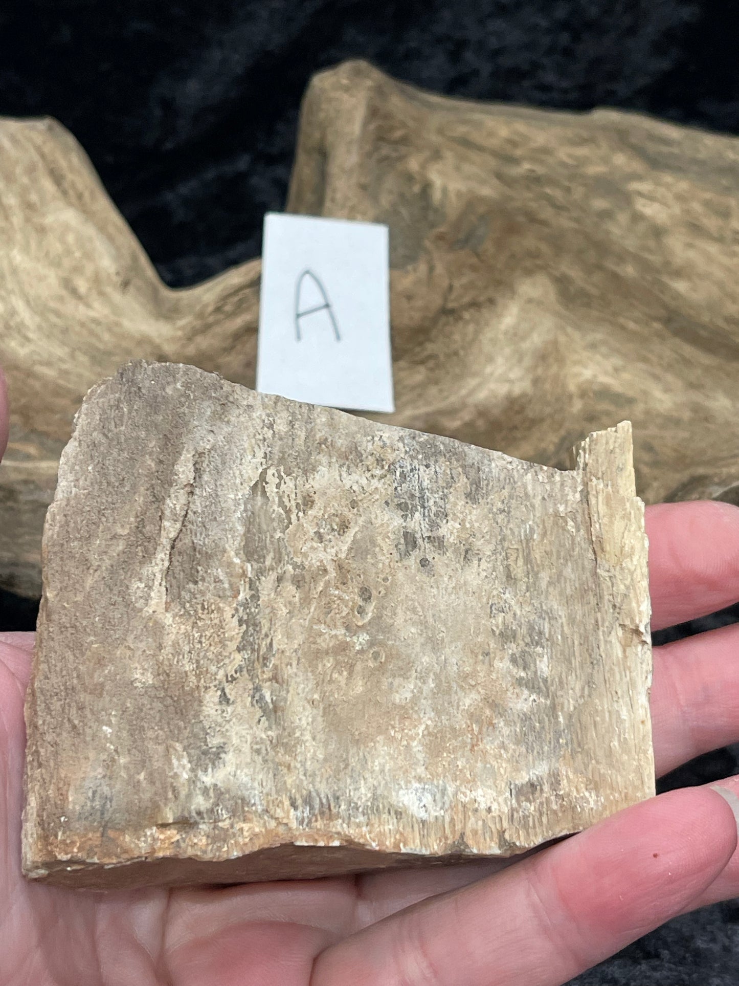 Petrified wood raw rough