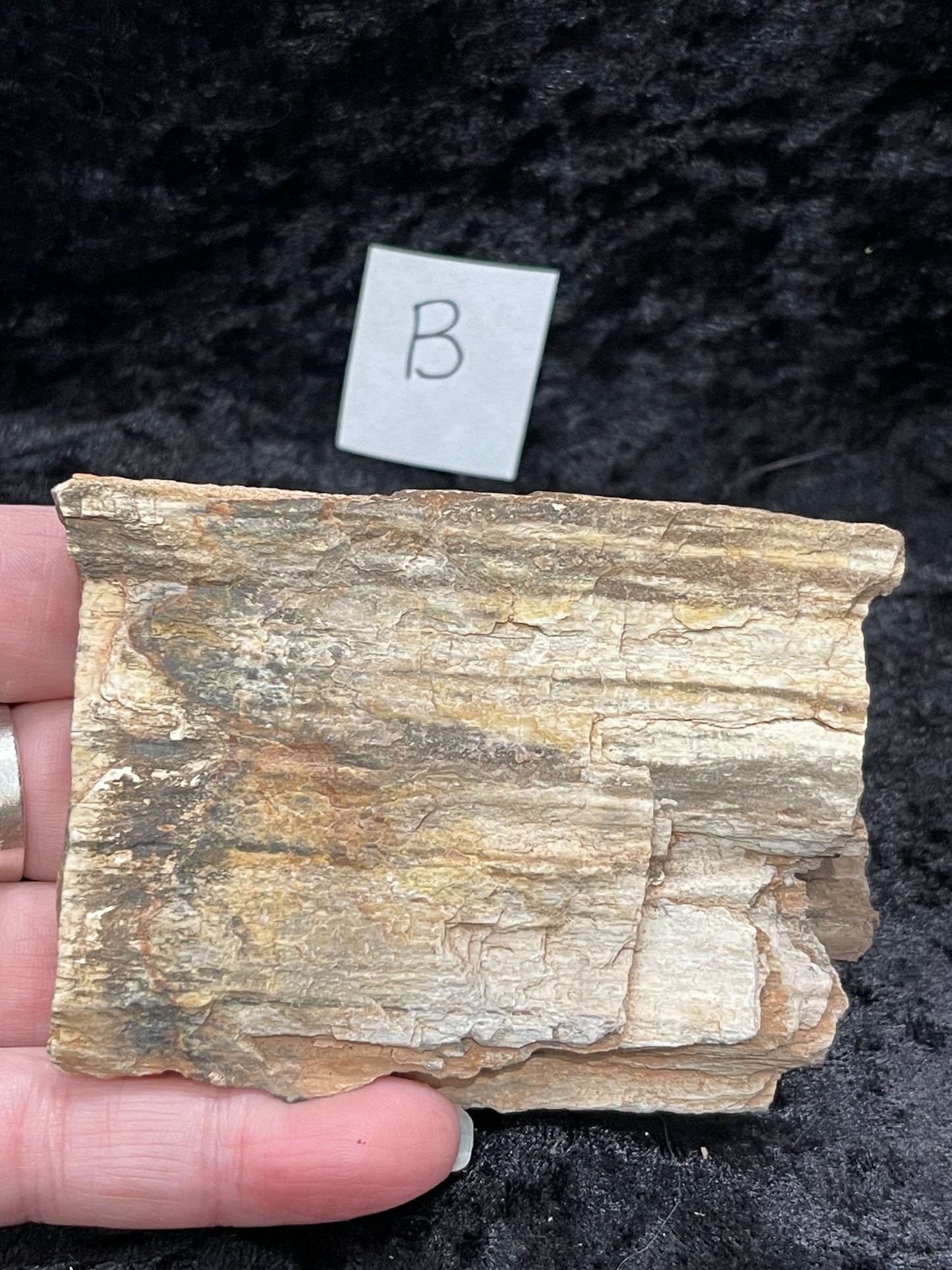 Petrified wood raw rough