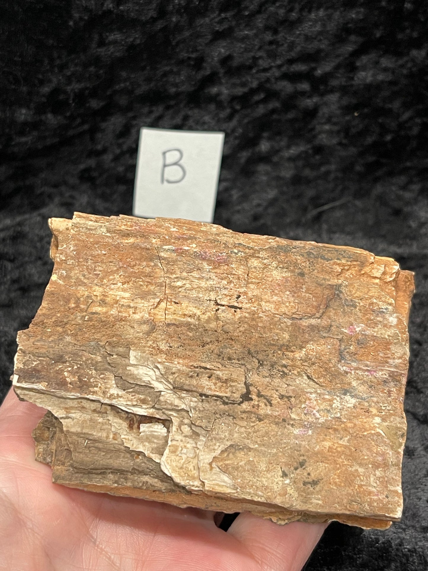 Petrified wood raw rough