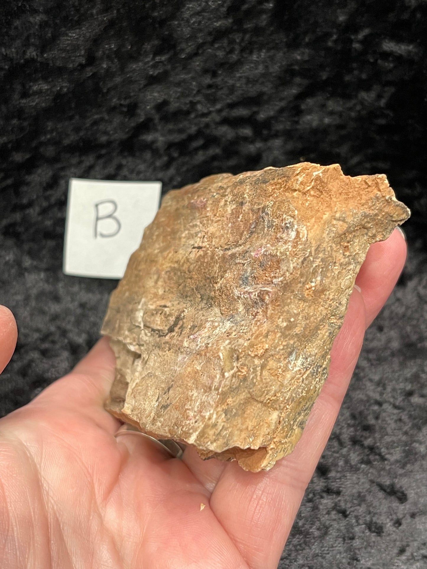 Petrified wood raw rough