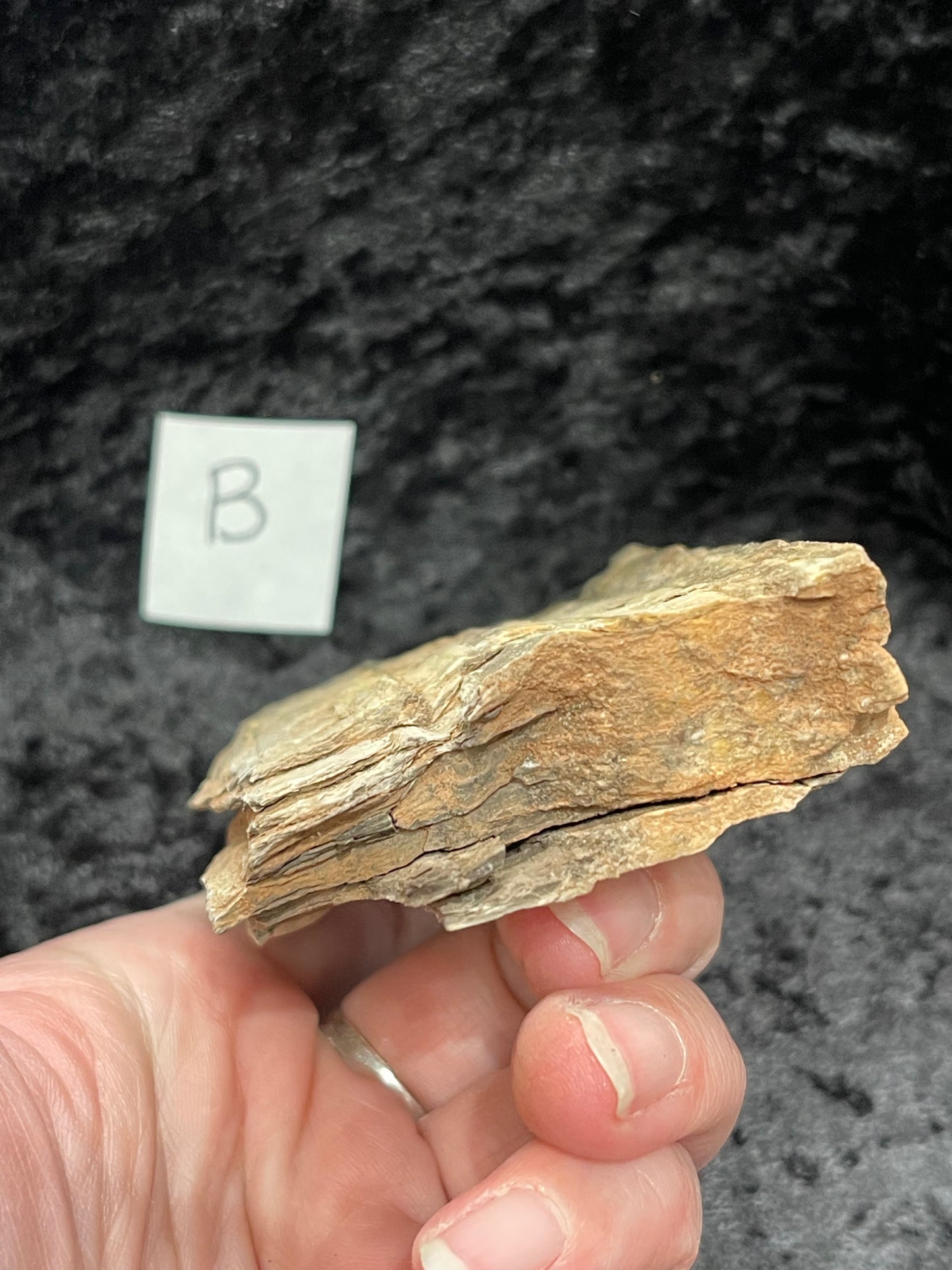 Petrified wood raw rough