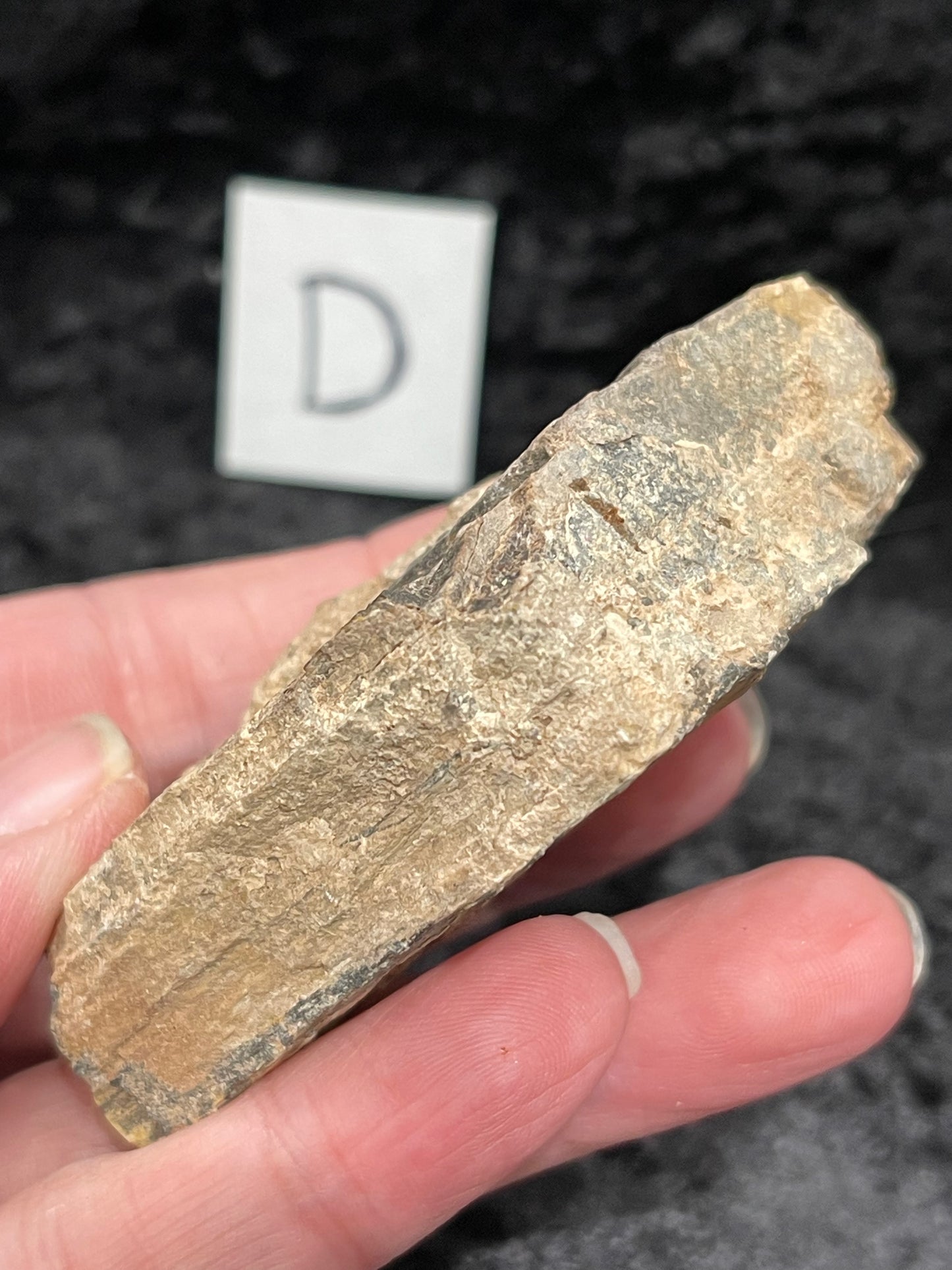 Petrified wood raw rough