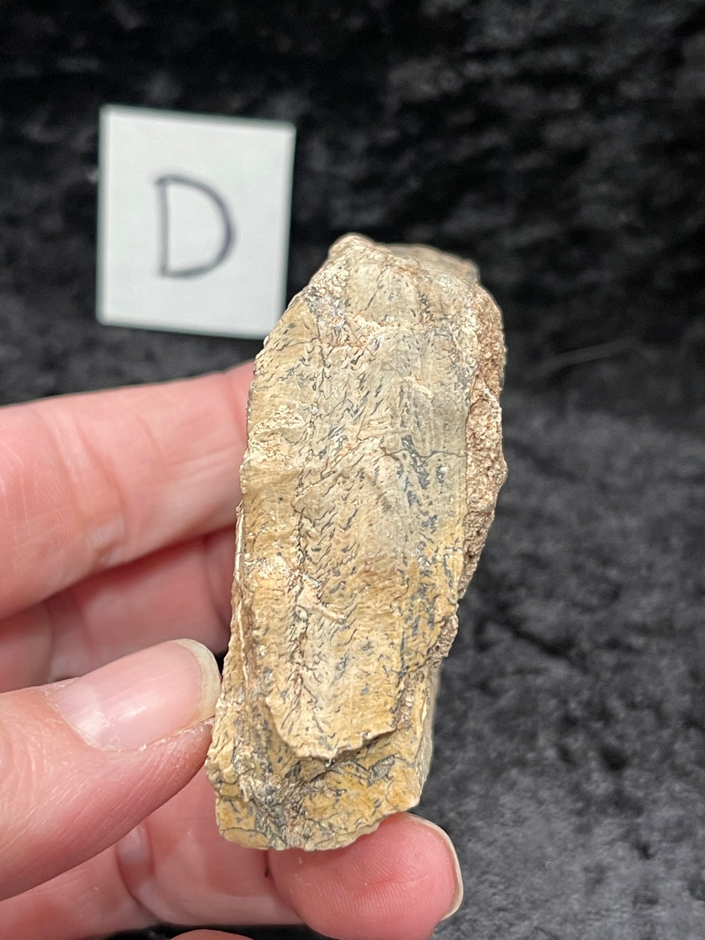 Petrified wood raw rough