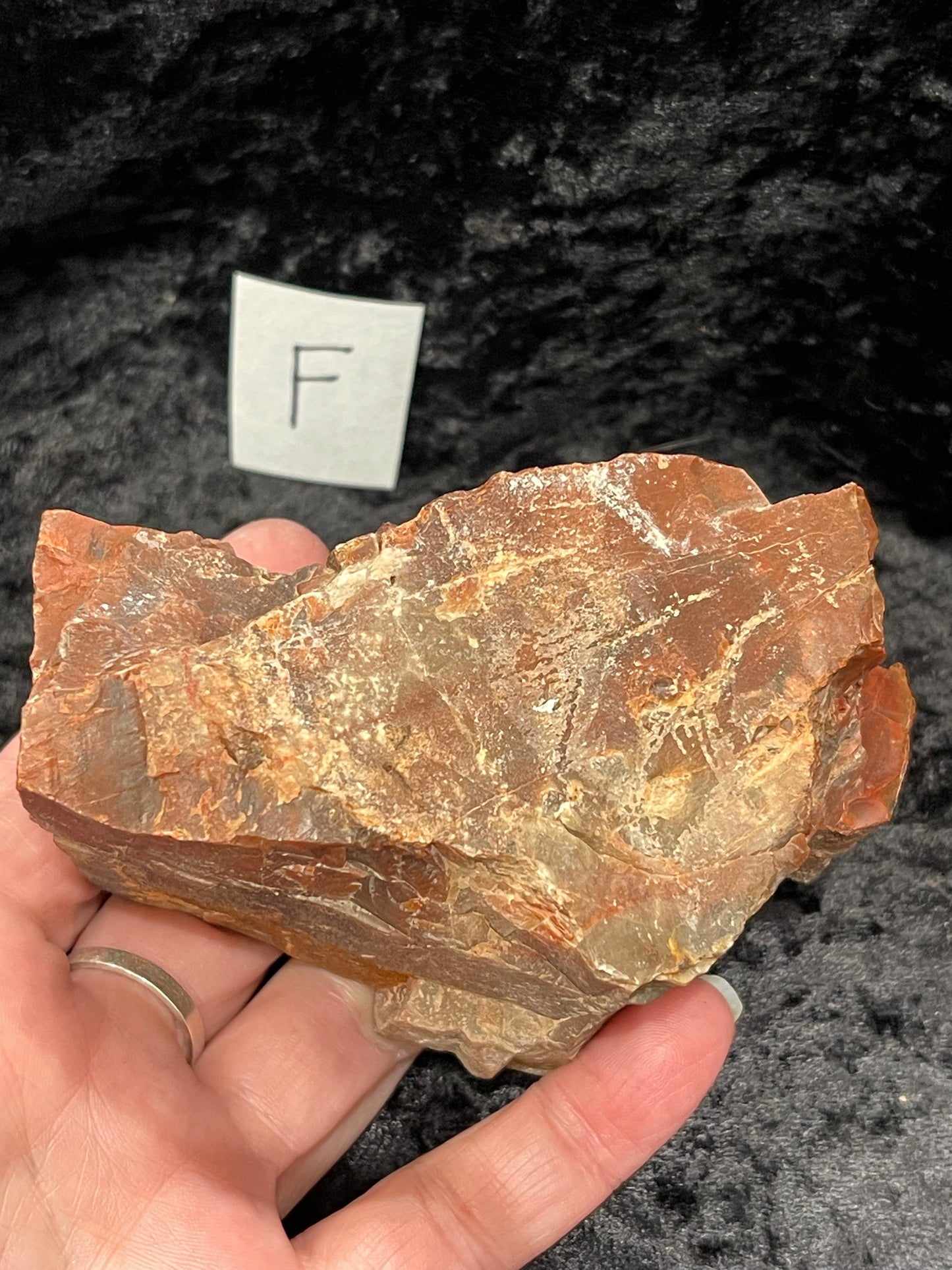 Petrified wood raw rough