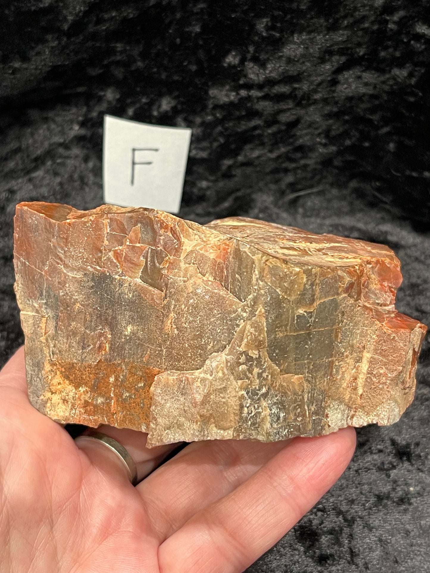 Petrified wood raw rough