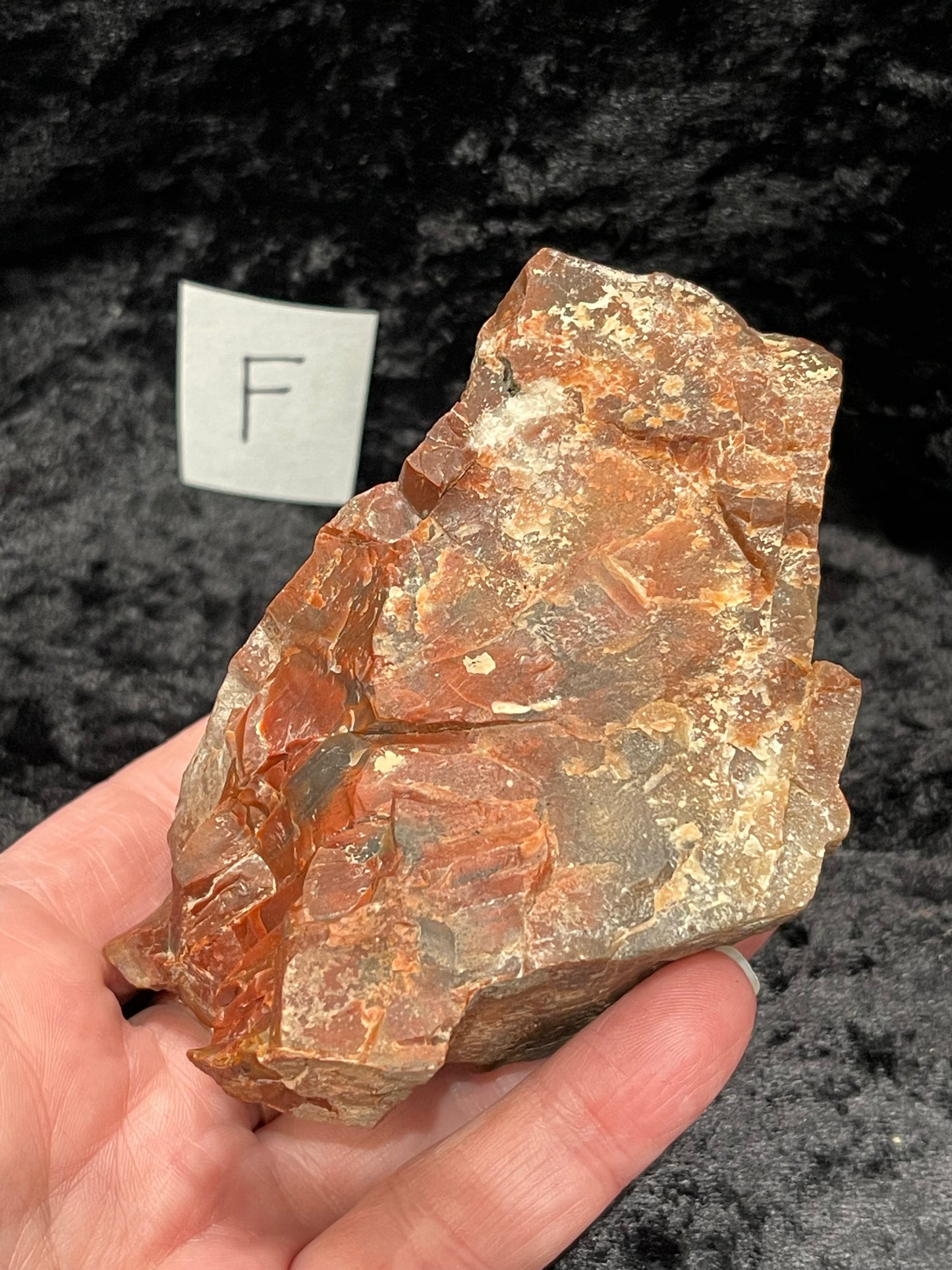 Petrified wood raw rough