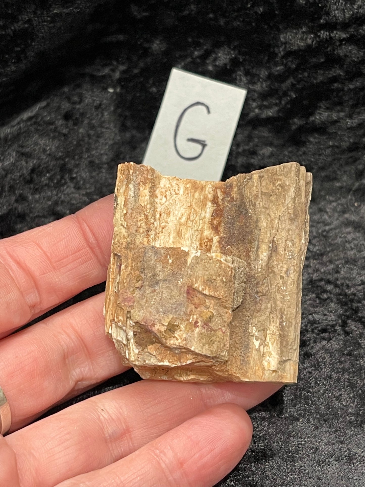 Petrified wood raw rough