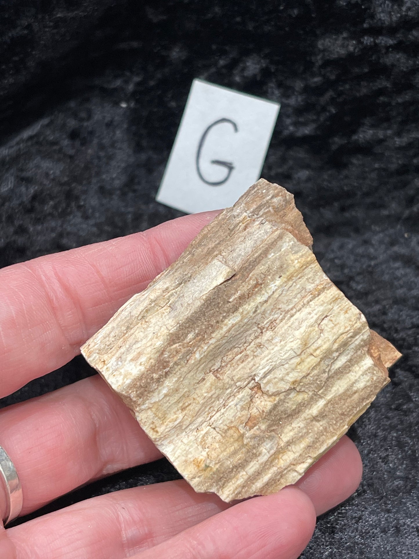 Petrified wood raw rough