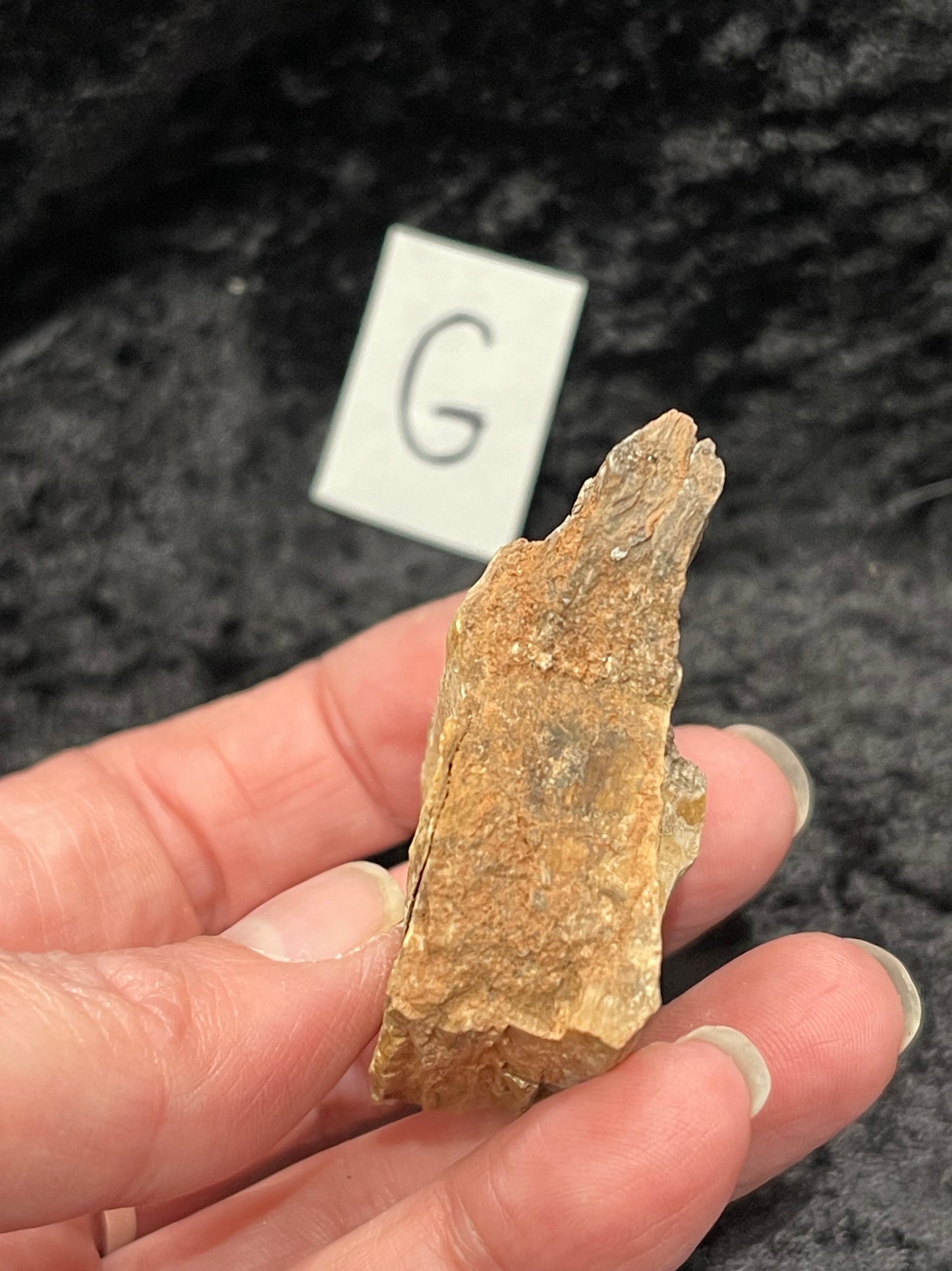Petrified wood raw rough