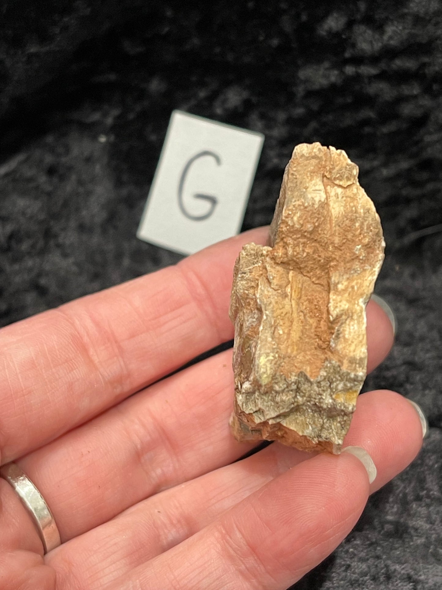 Petrified wood raw rough