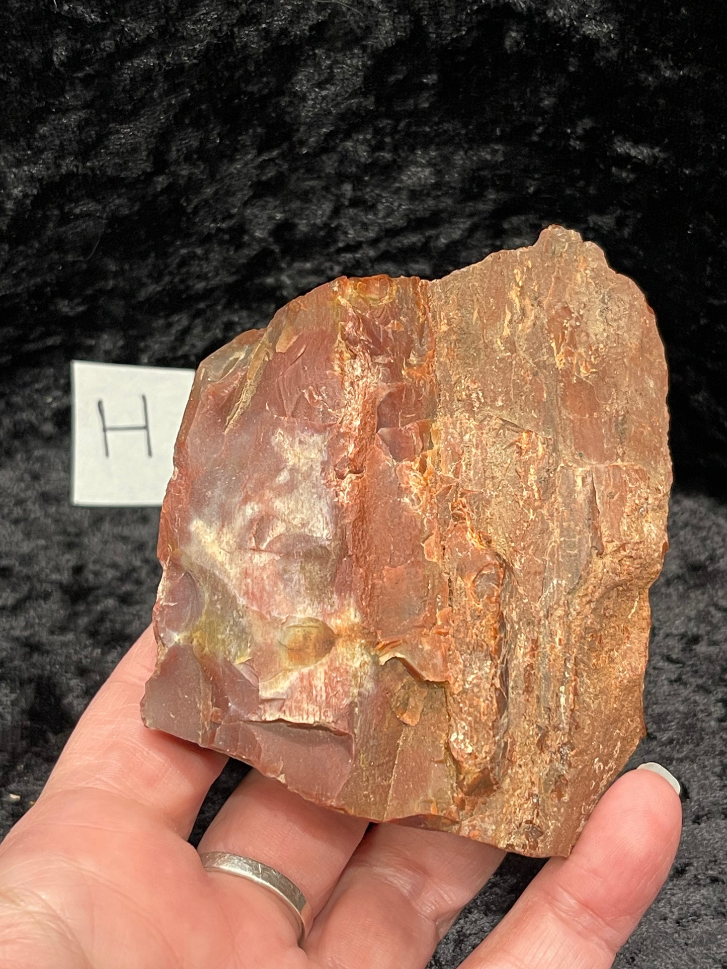 Petrified wood raw rough