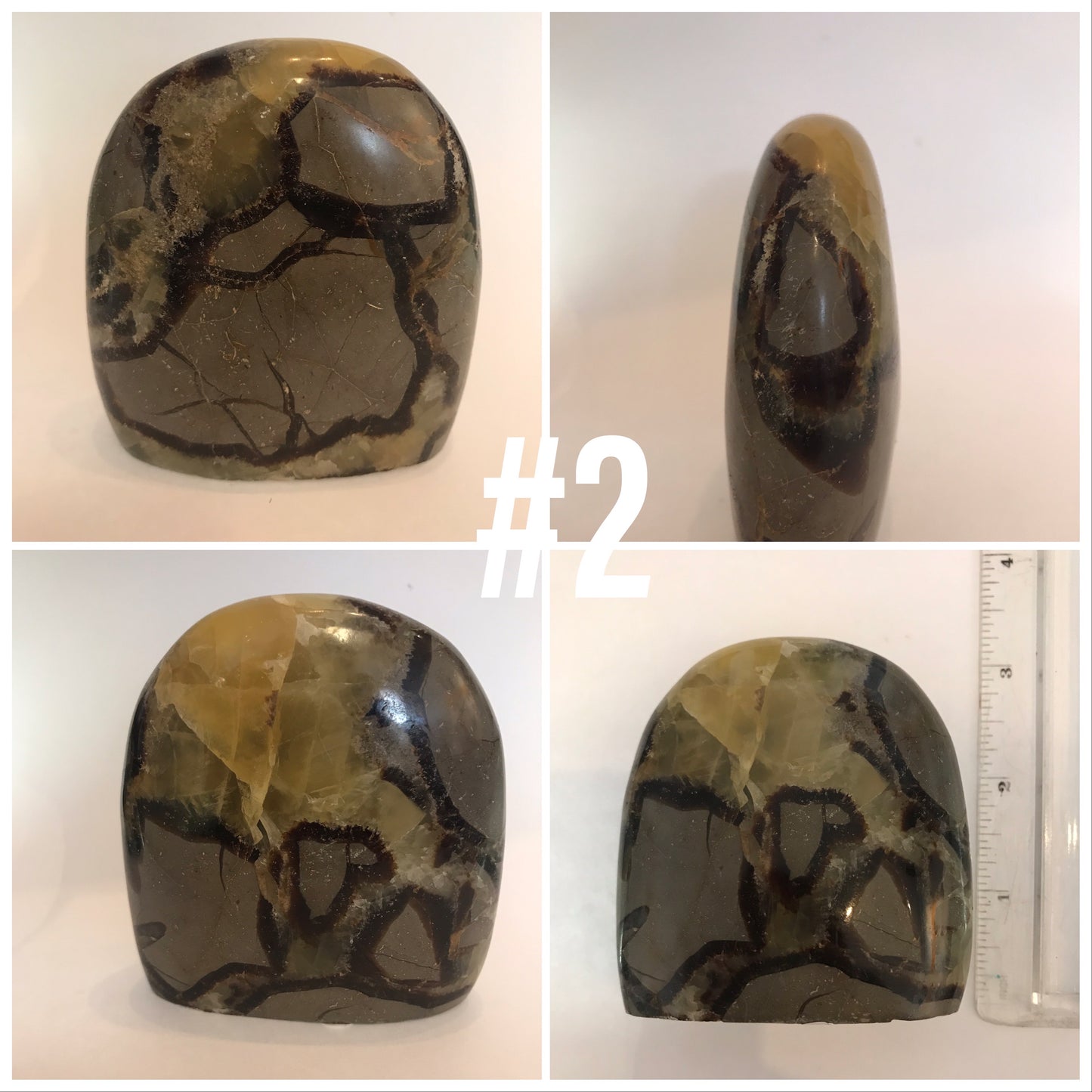 Septarian shapes