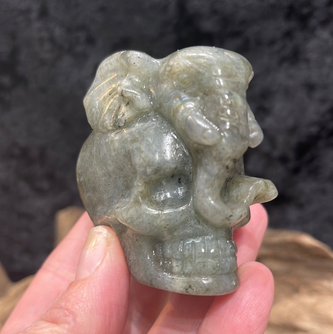 Skull with elephant