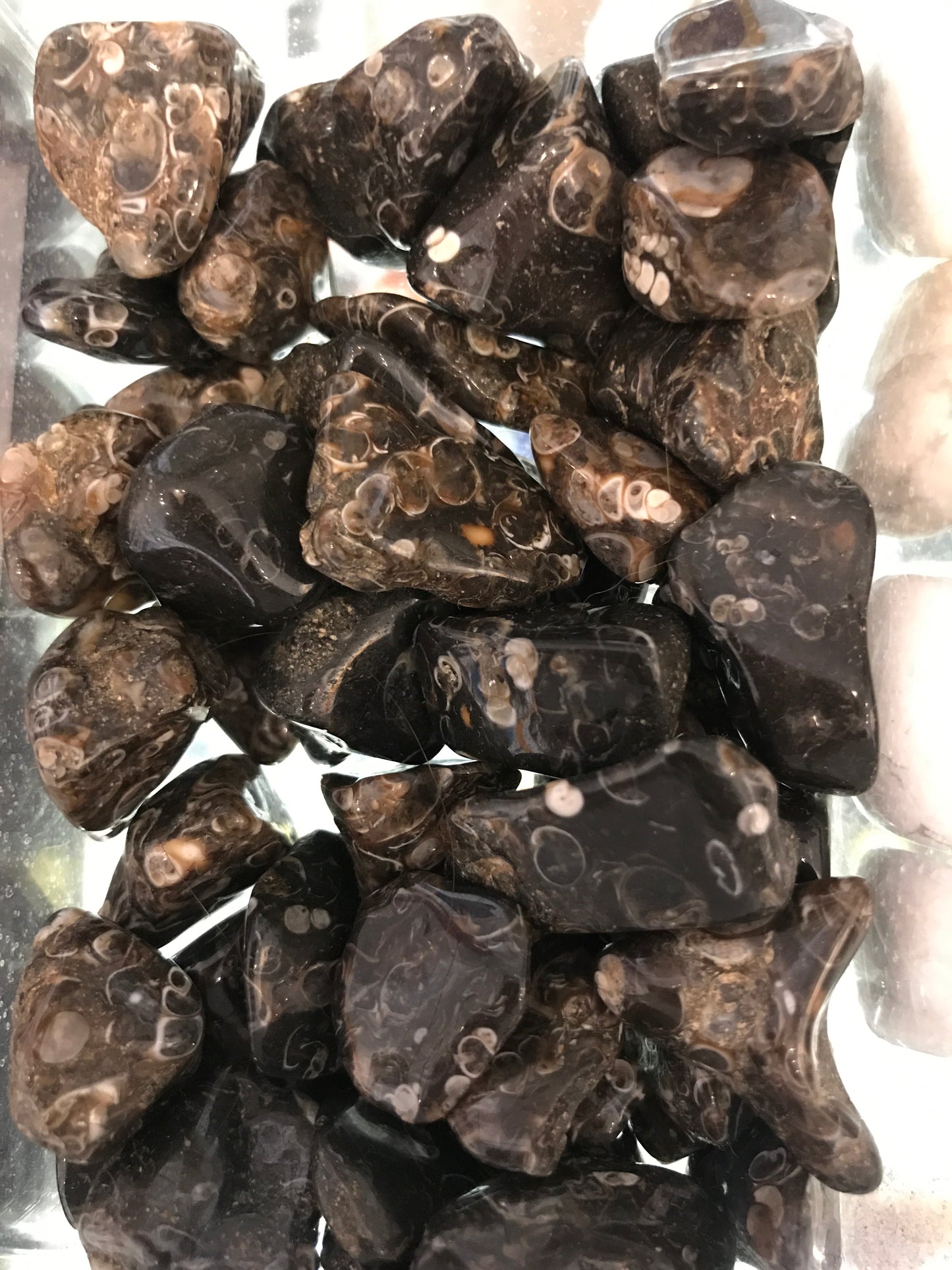 Tumbled Turritella Agate