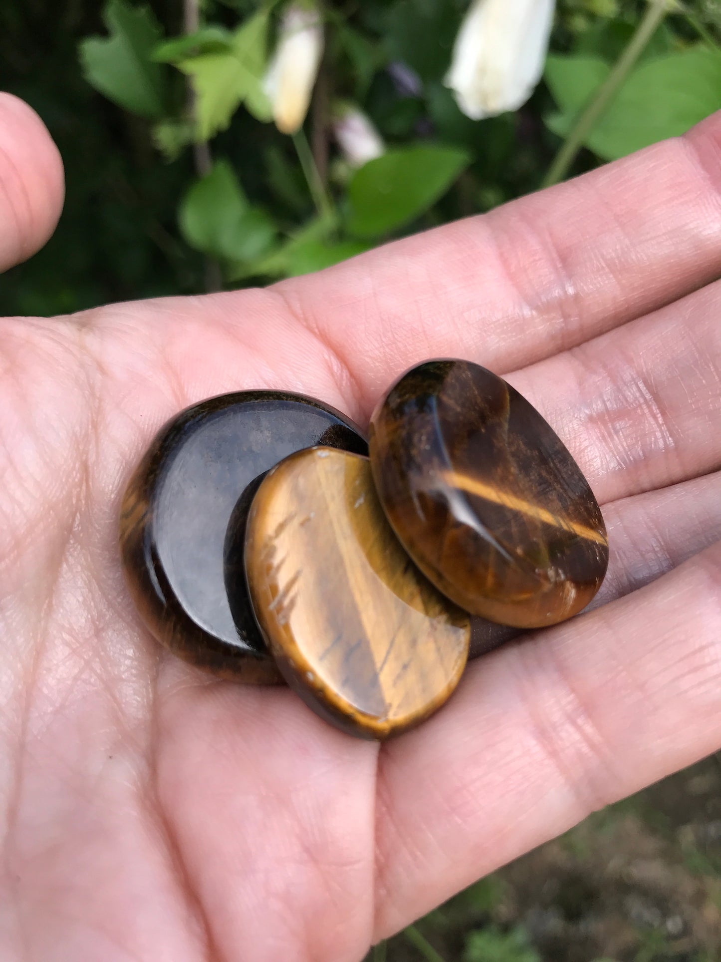 Tiger eye disks small