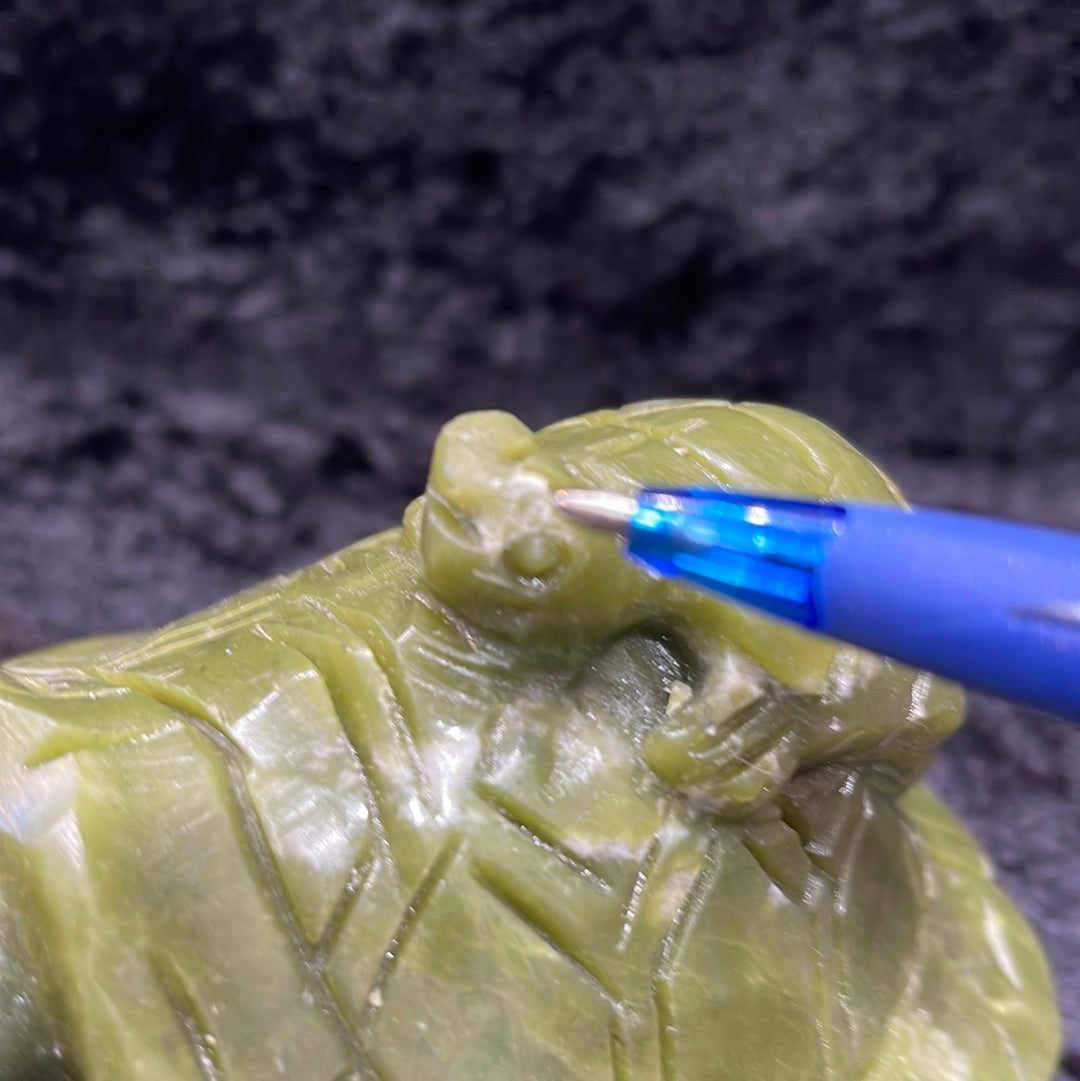 Turtles