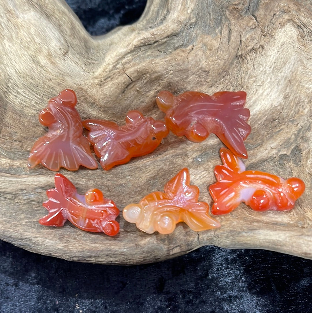 Carnelian goldfish