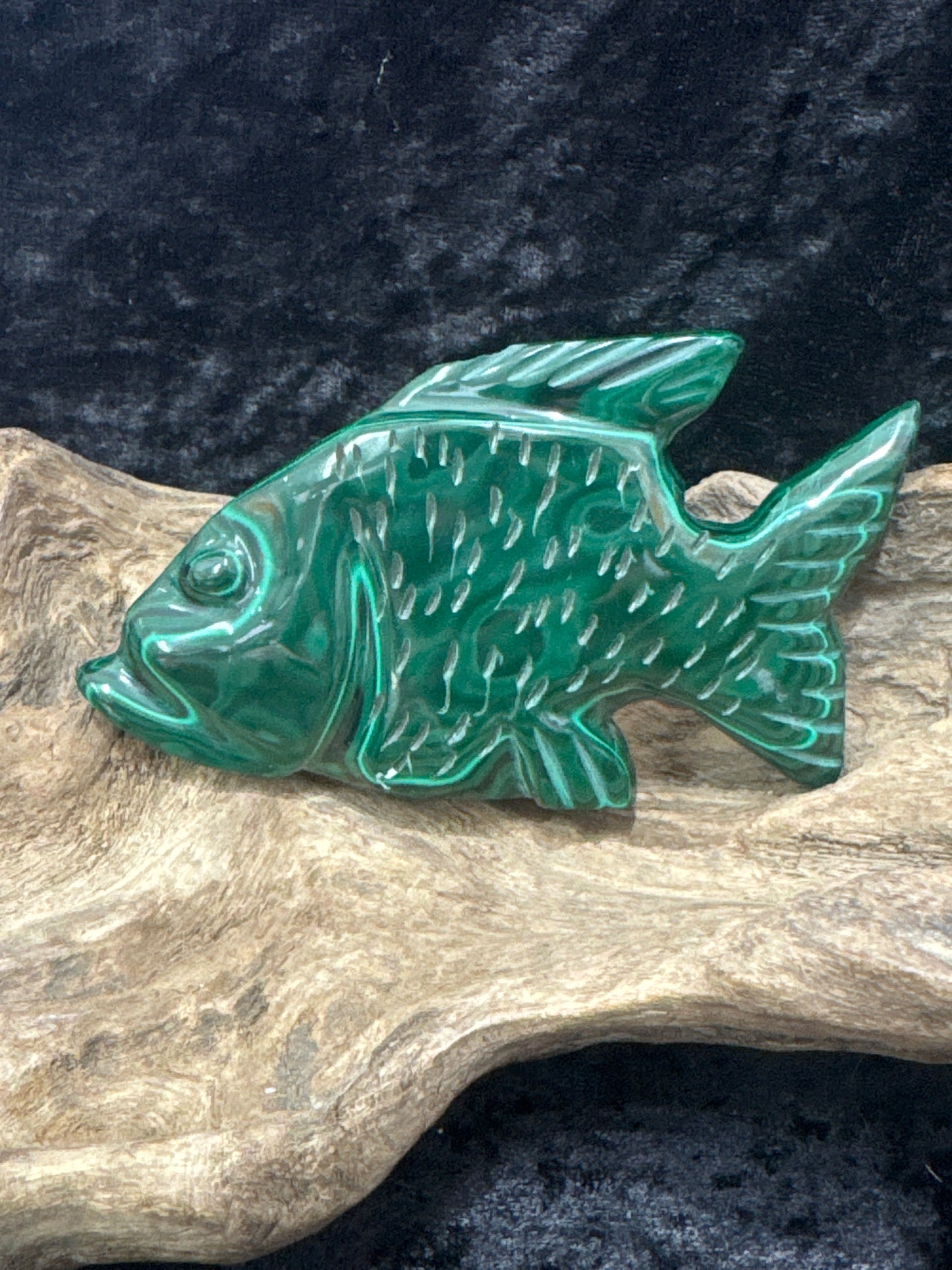 Malachite Fish