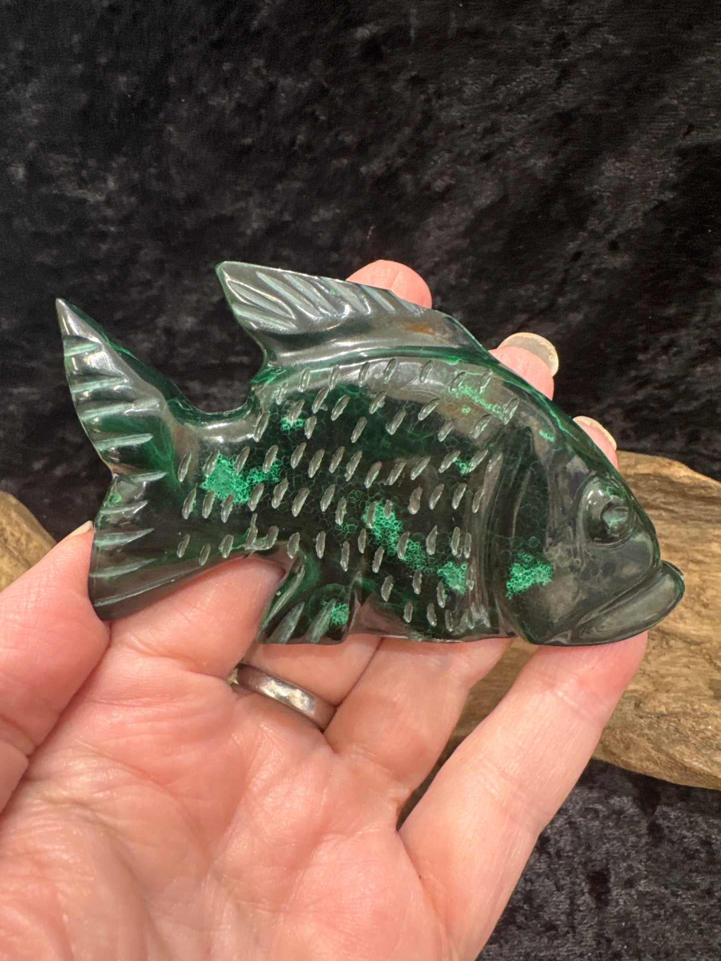 Malachite Fish