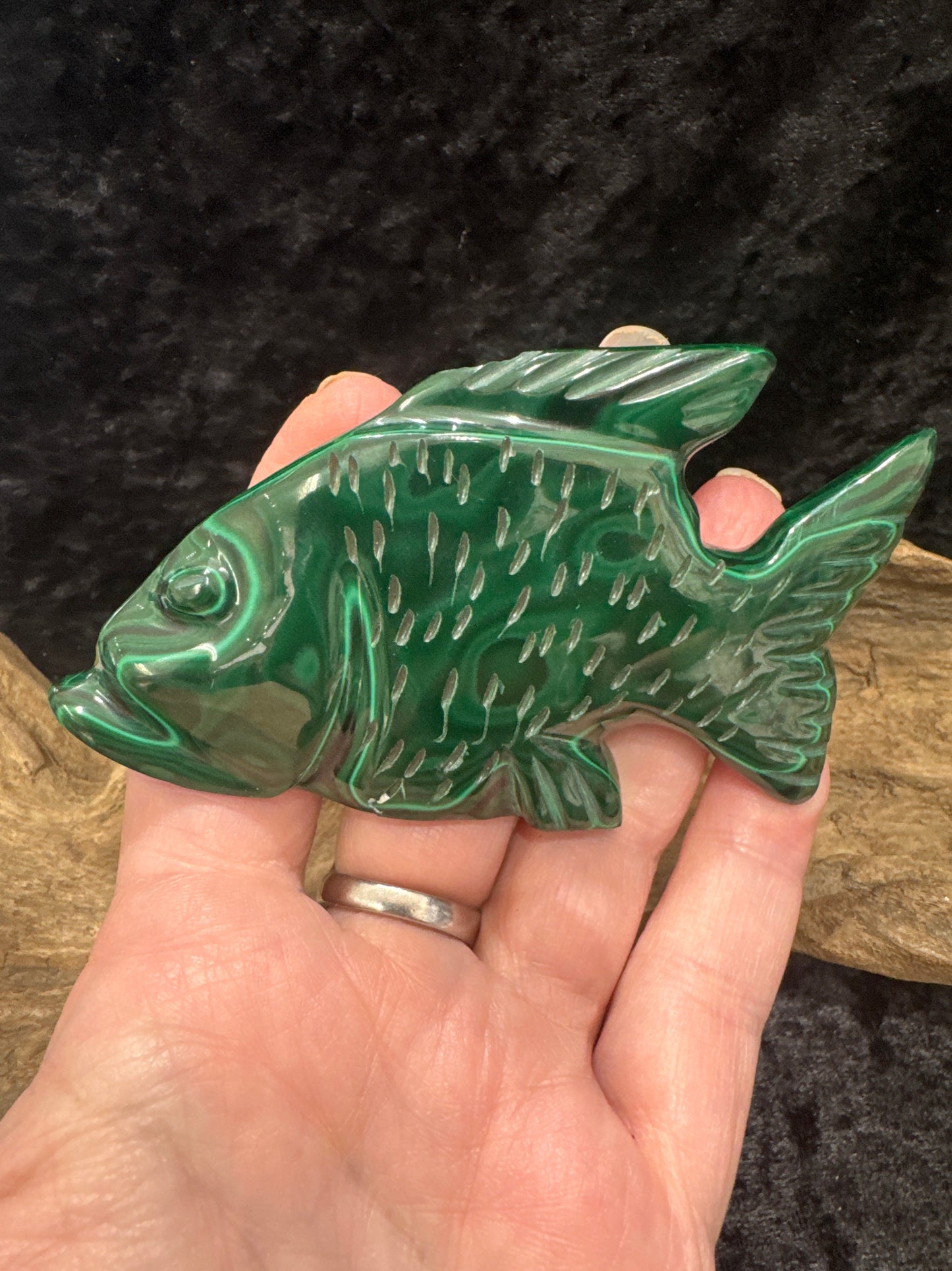 Malachite Fish