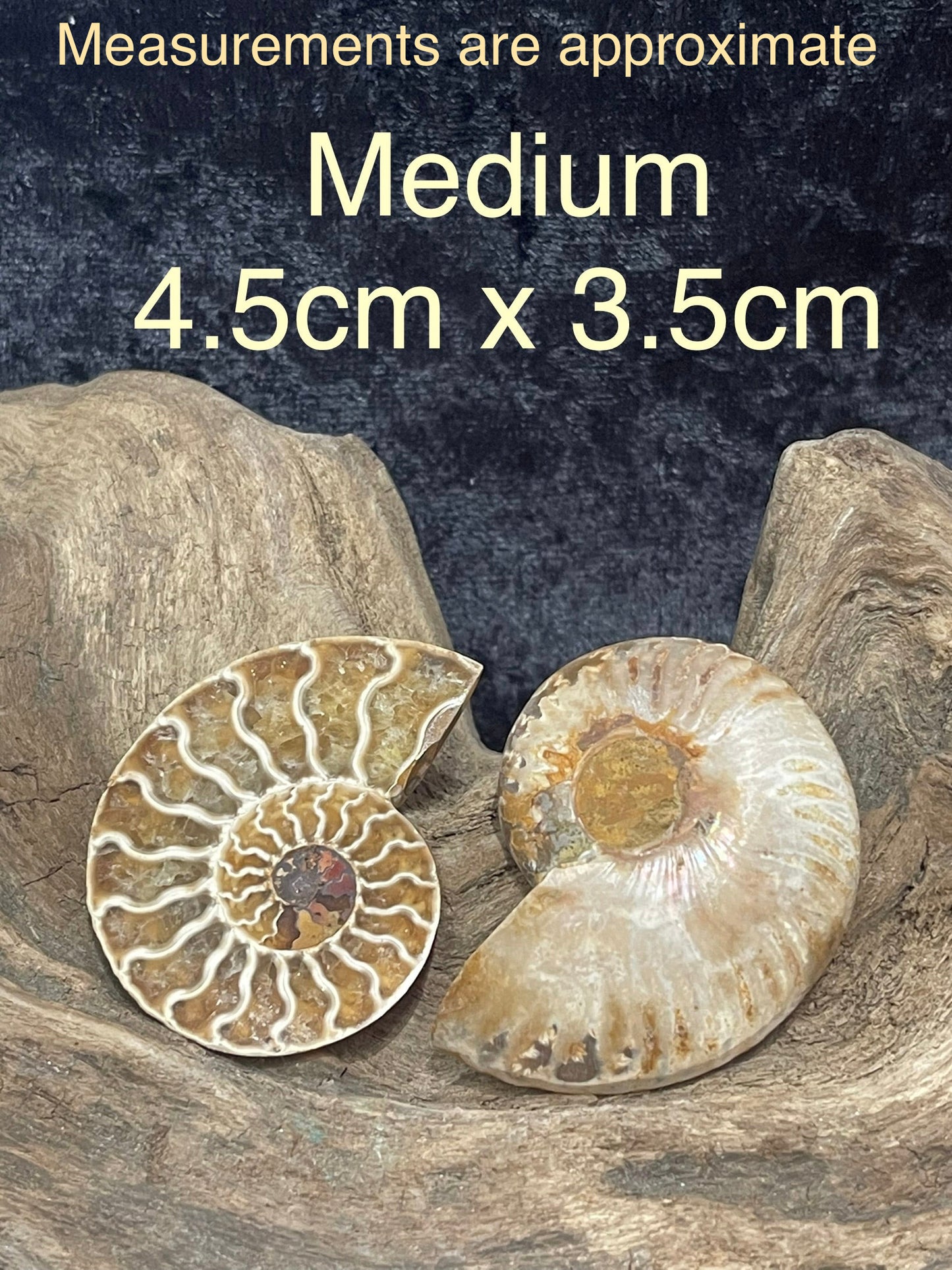 Ammonite