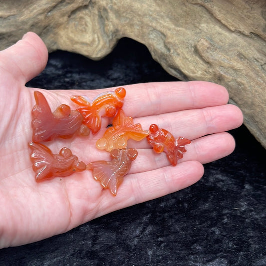 Carnelian goldfish
