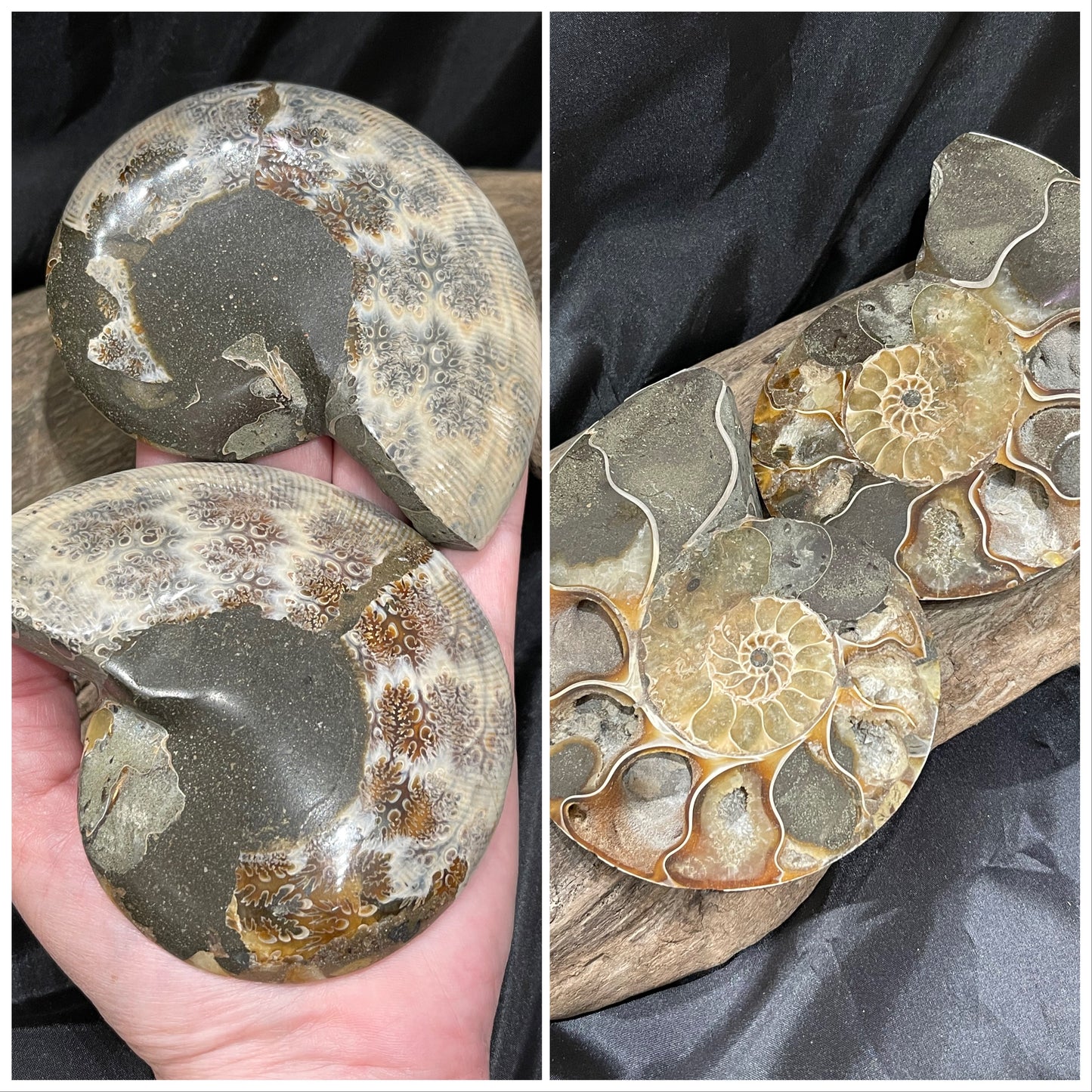 Ammonite