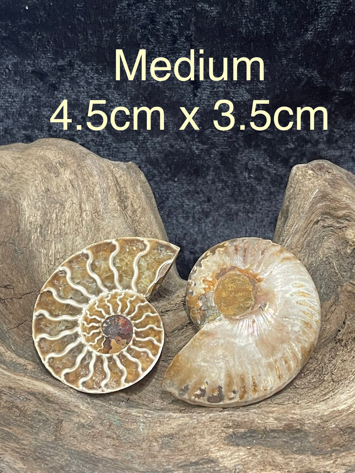 Ammonite