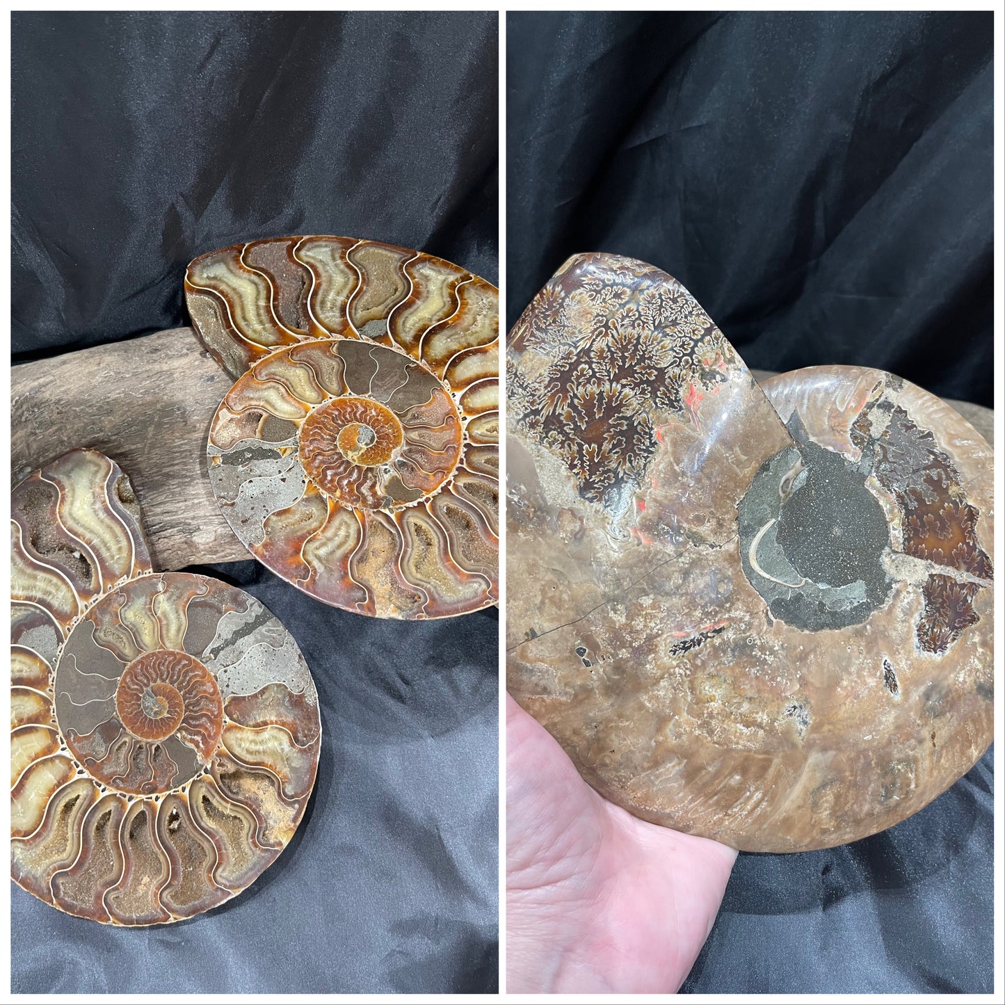 Ammonite