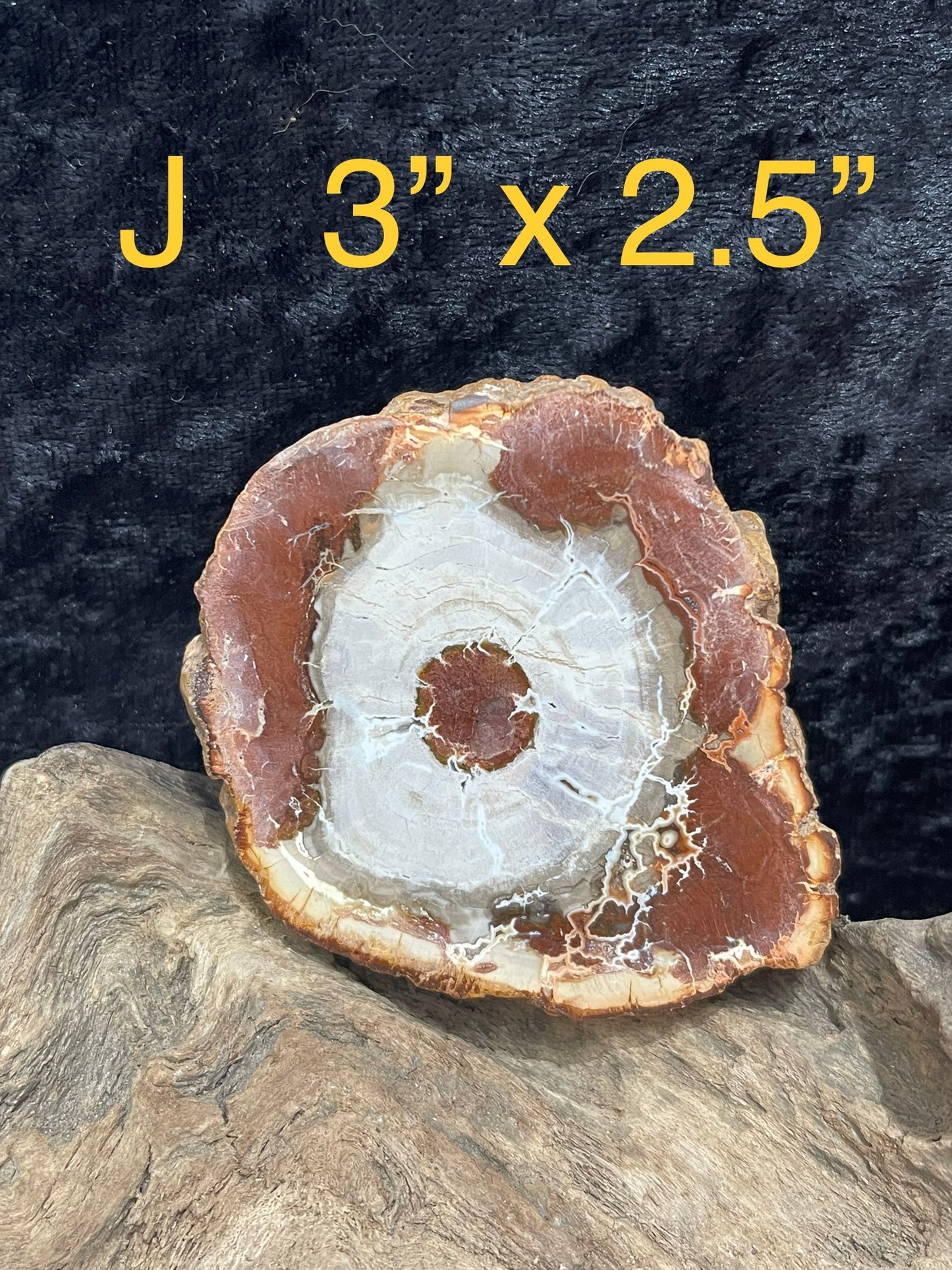 Petrified wood