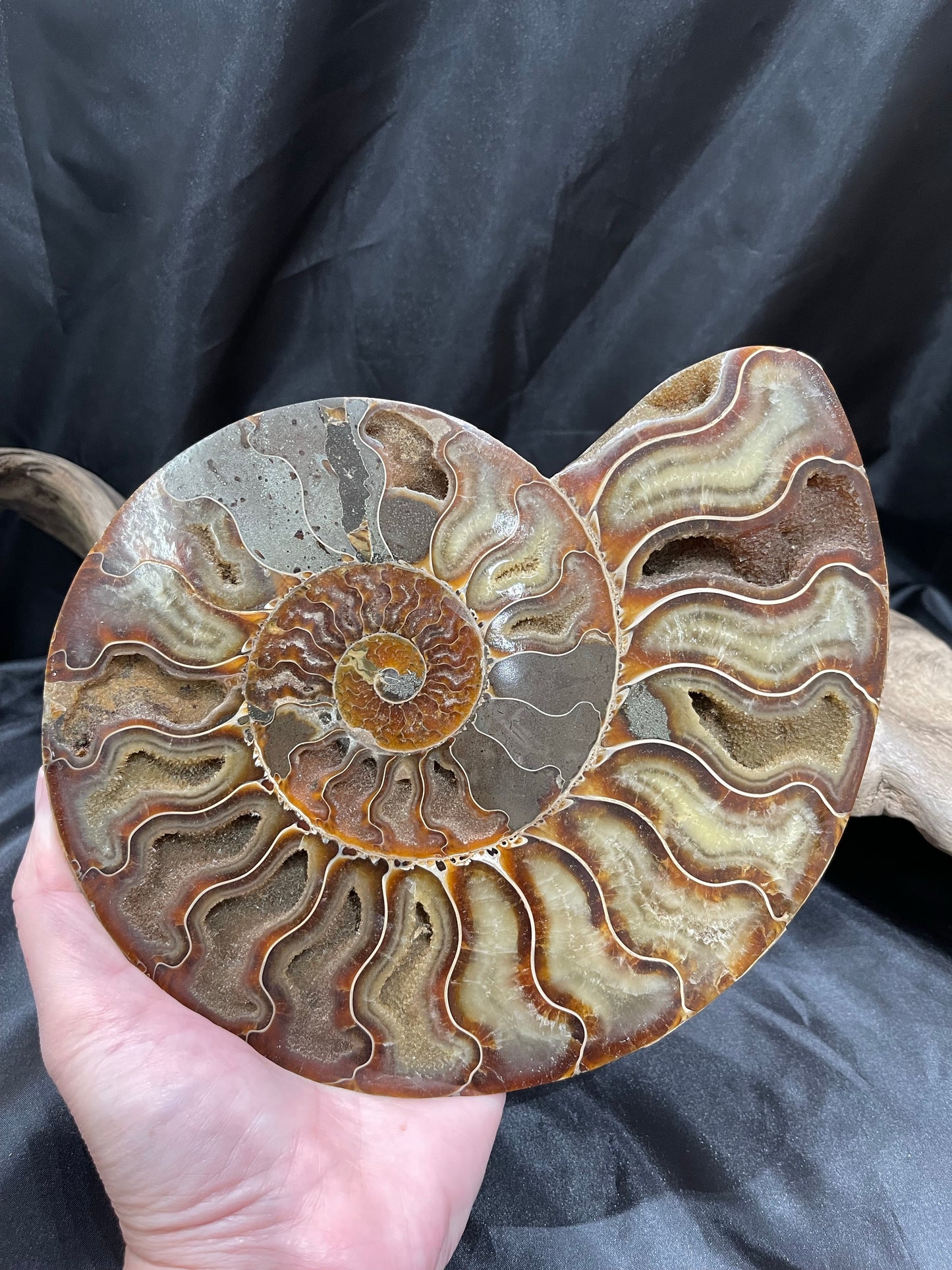 Ammonite