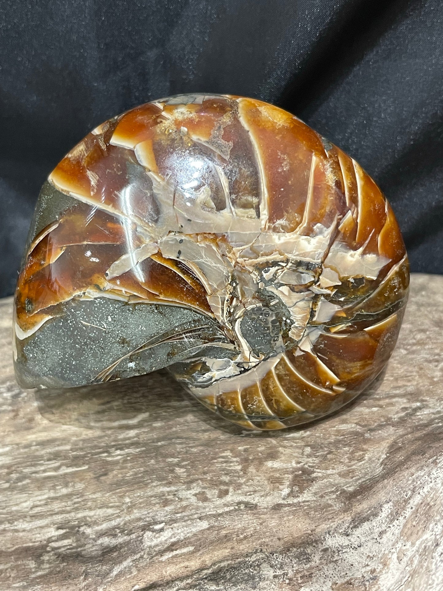 Ammonite