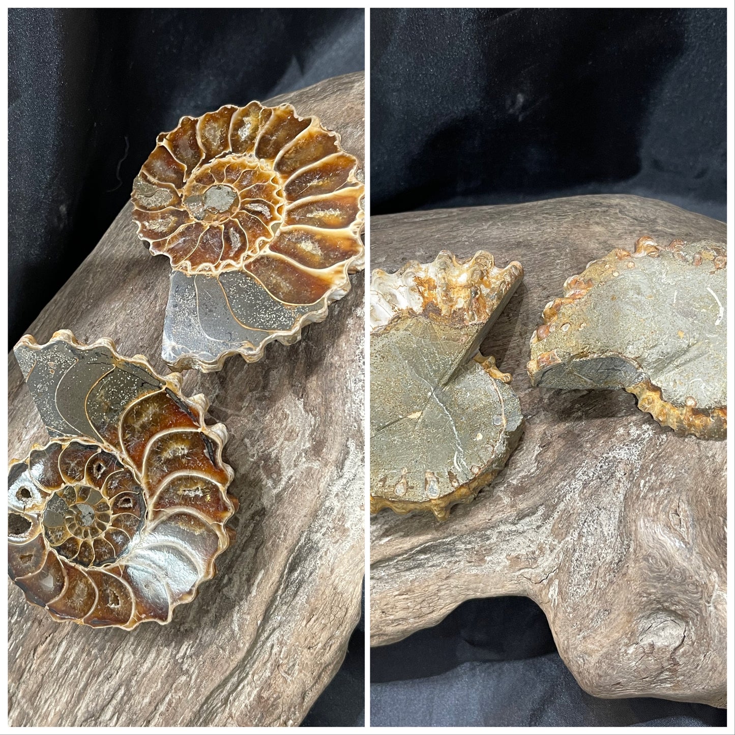 Ammonite