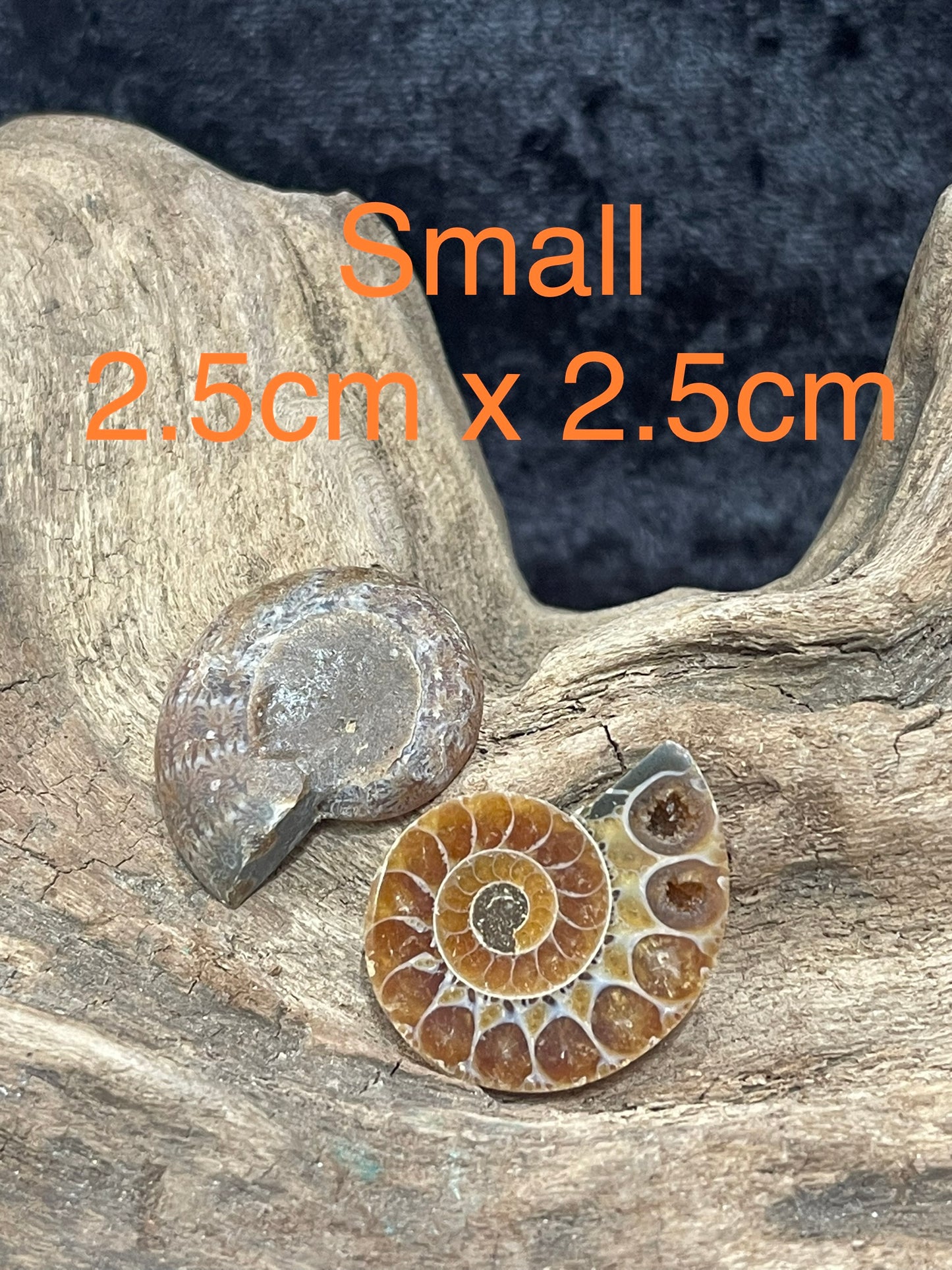 Ammonite